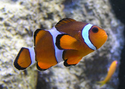 Marlin, Coral, and Nemo are Clownfish.