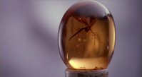 A mosquito in amber